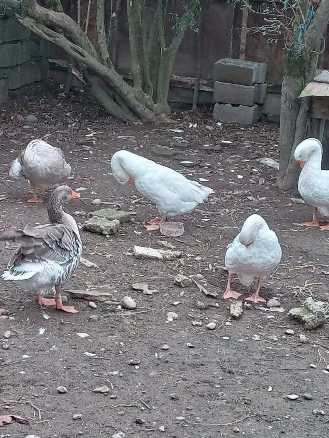 پنج عدد غاز بالغ یکساله تخم گذار|حیوانات مزرعه|آستانه اشرفیه, |دیوار