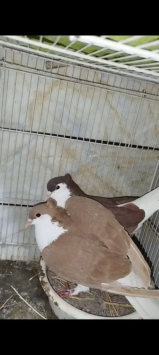 کفتر ساده|پرنده|قائن, |دیوار