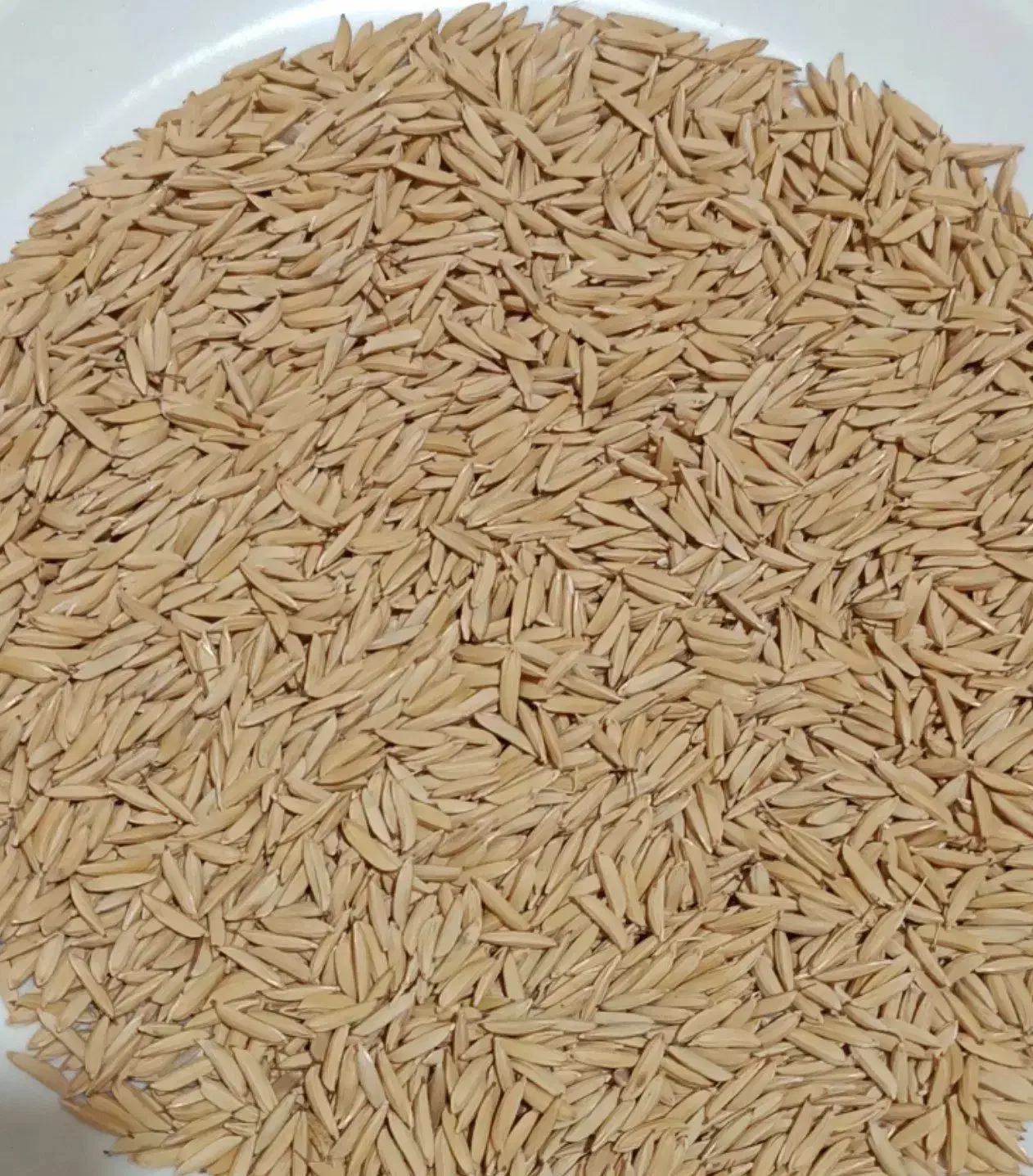 شالی دم سیاه درجه یک|عمده‌فروشی|گنبد کاووس, |دیوار