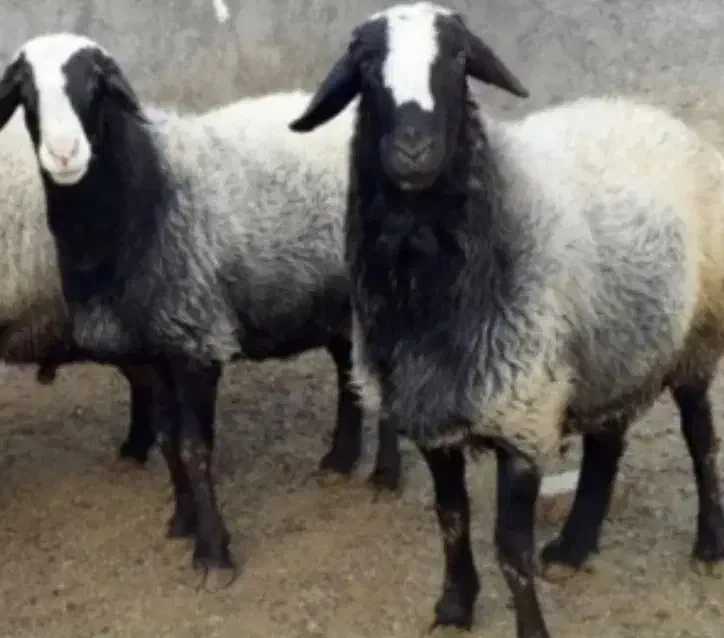 عرضه گوسفند ارگانیک با پلاک سلامت|حیوانات مزرعه|تهران, فلسطین (میدان انقلاب)|دیوار