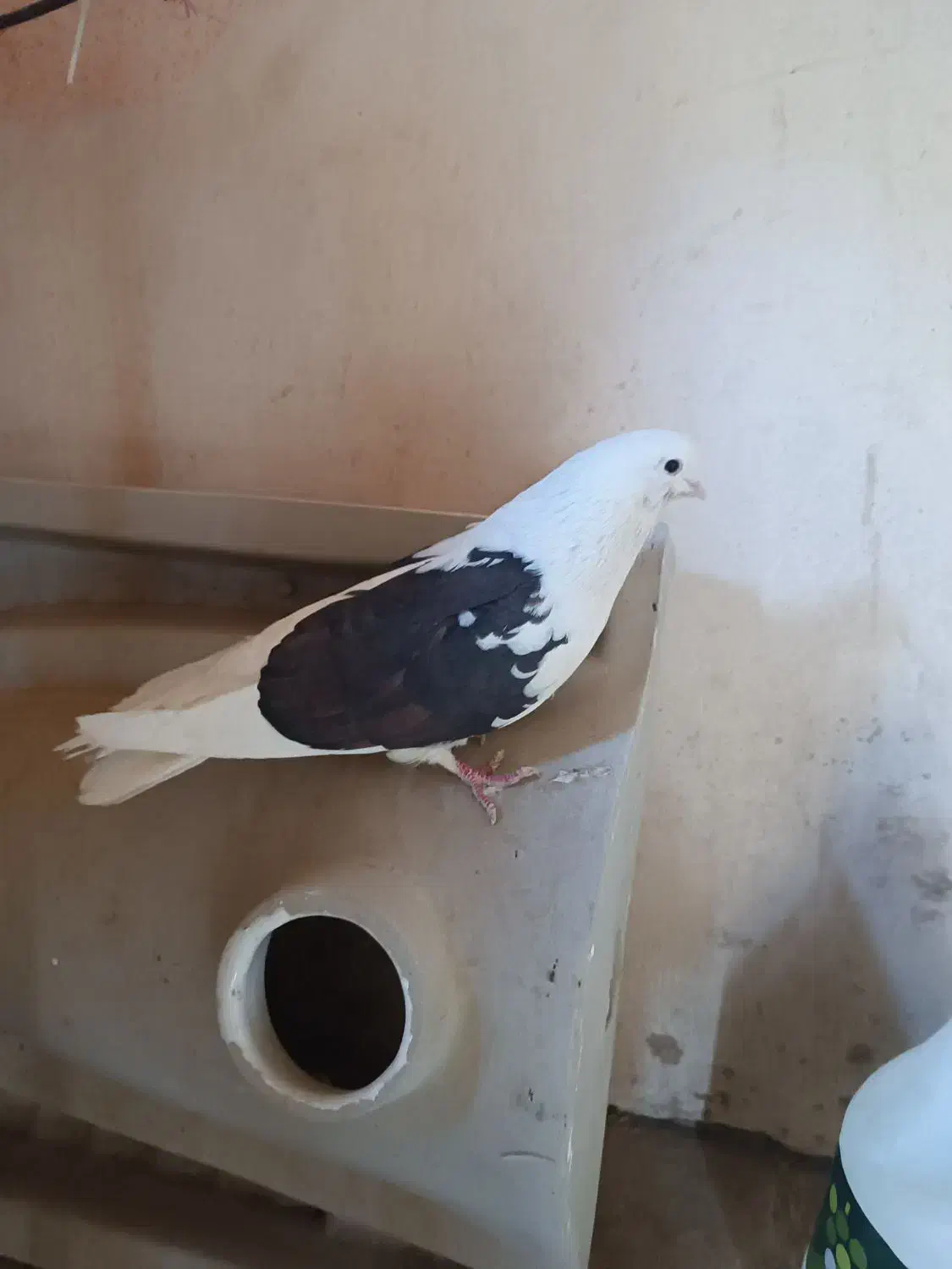 دوکت|پرنده|اصفهان, بیدآباد|دیوار