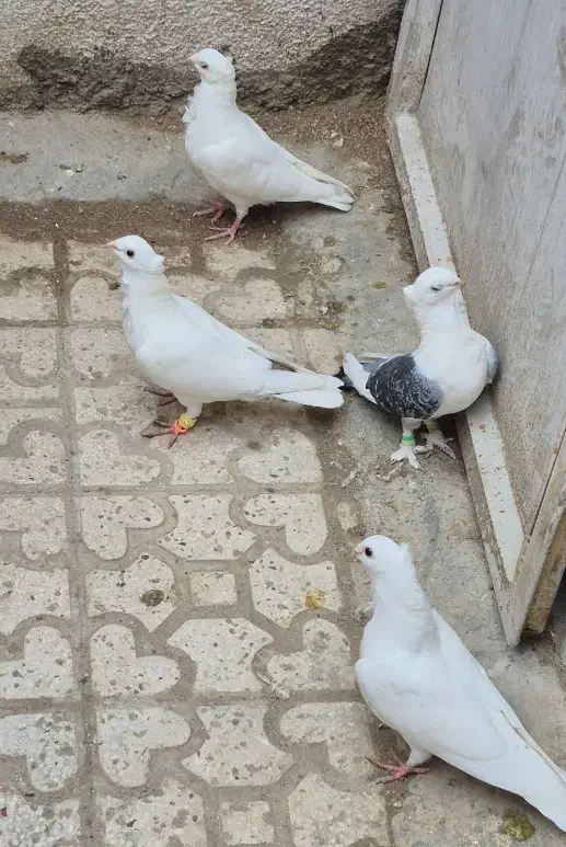 کبوتر سینه فر و پشت دار کفتر زینتی|پرنده|قزوین, |دیوار