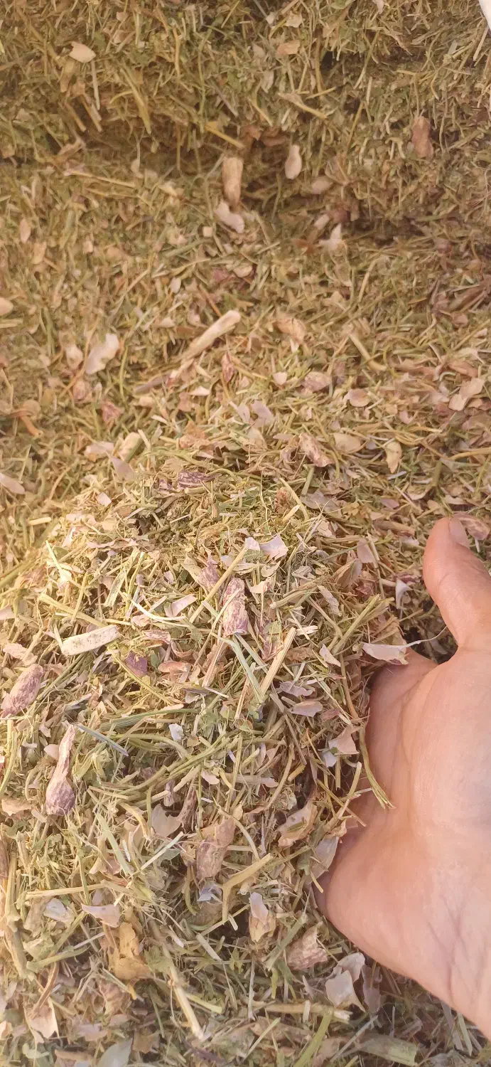 فروش کاه لوبیا چیتی نرم و کاه عدس خرمنکوب شده|لوازم جانبی حیوانات|قزوین, |دیوار