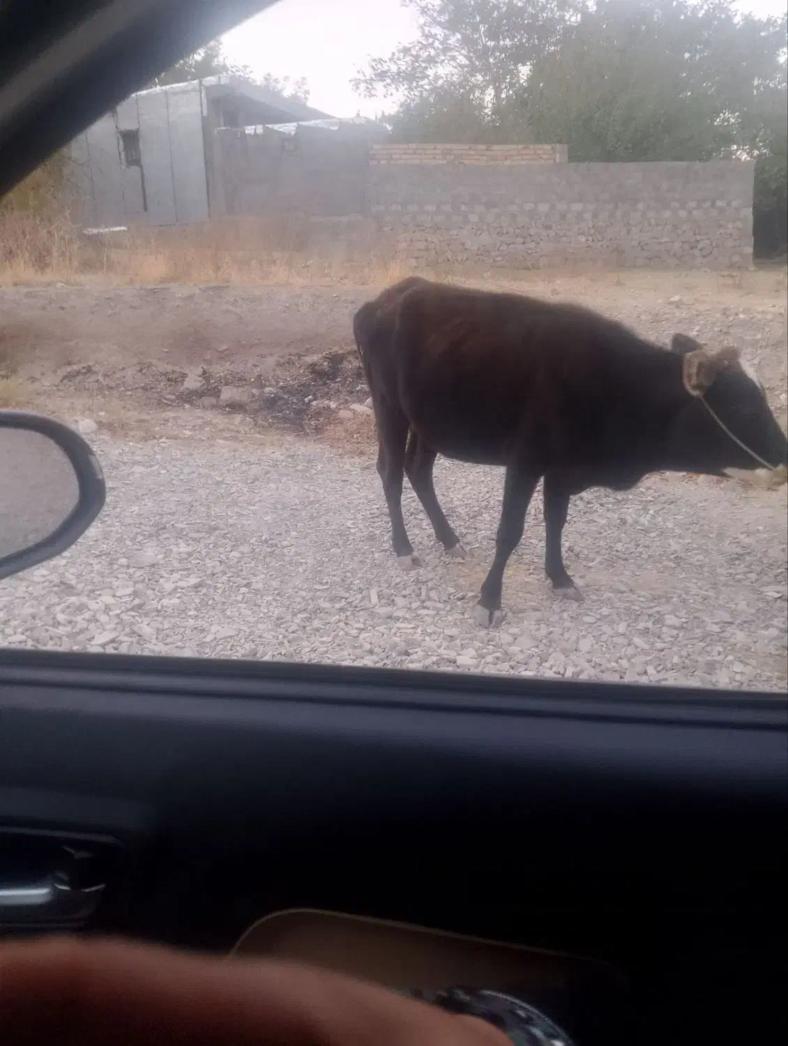 یک گاو ماده ویک گوساله نر|حیوانات مزرعه|بم, |دیوار