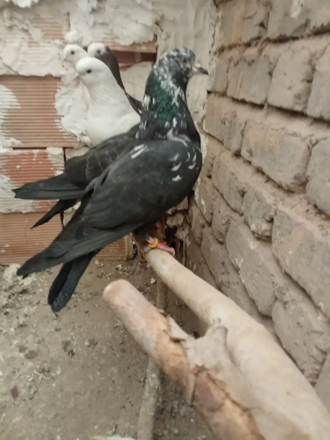 کبوتر پرشی|پرنده|قره پشتلو, |دیوار