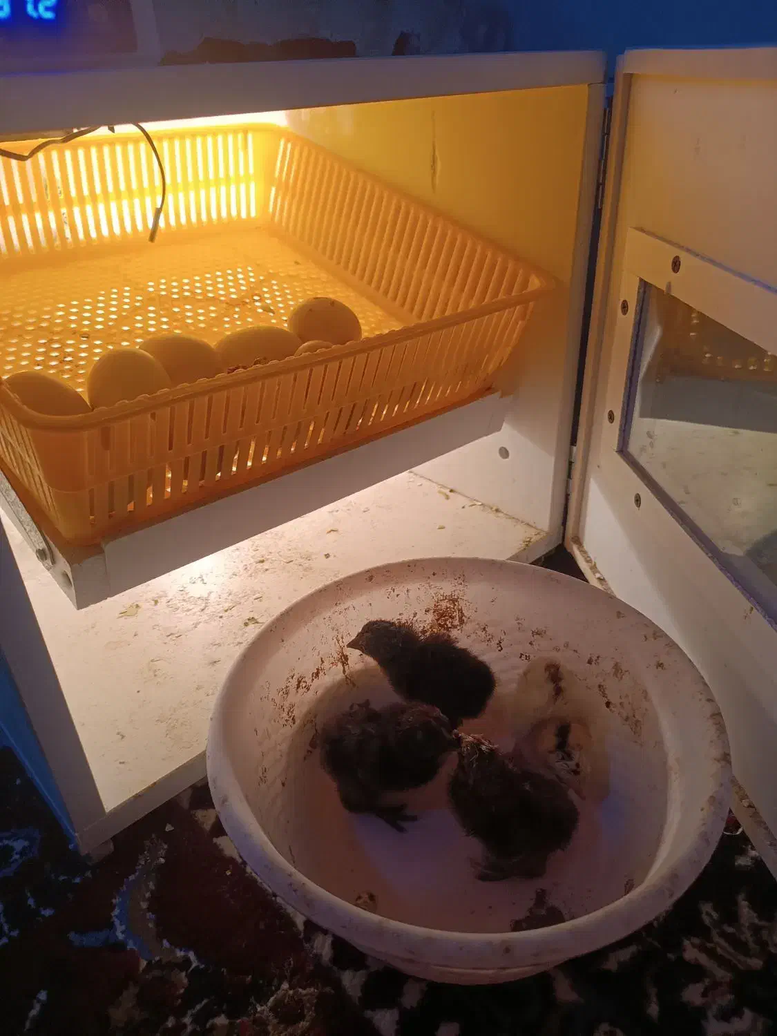 دستگاه جوجه کشی|لوازم جانبی حیوانات|رفسنجان, |دیوار