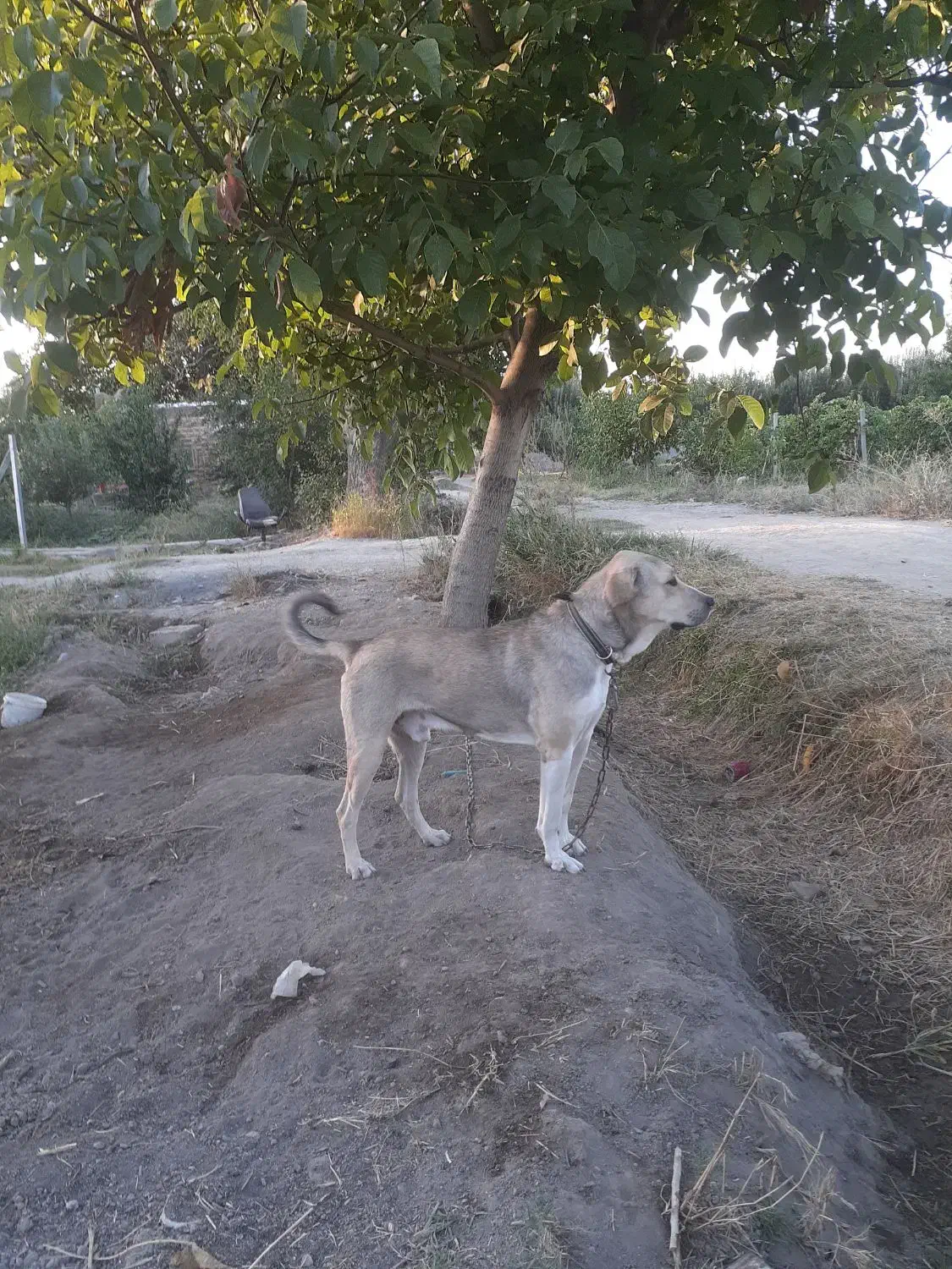 سگ پژدر ۱۰ ماهه|سگ|ارومیه, |دیوار