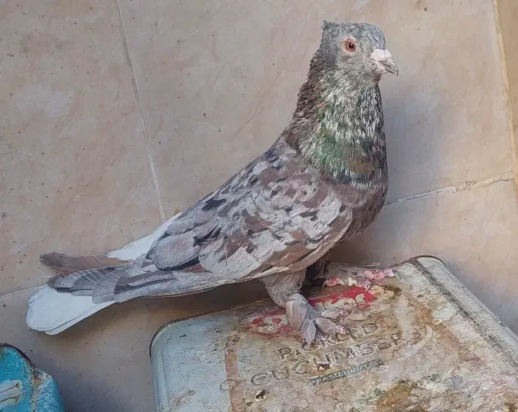 نر سرور دم سفید|پرنده|شیراز, تندگویان|دیوار