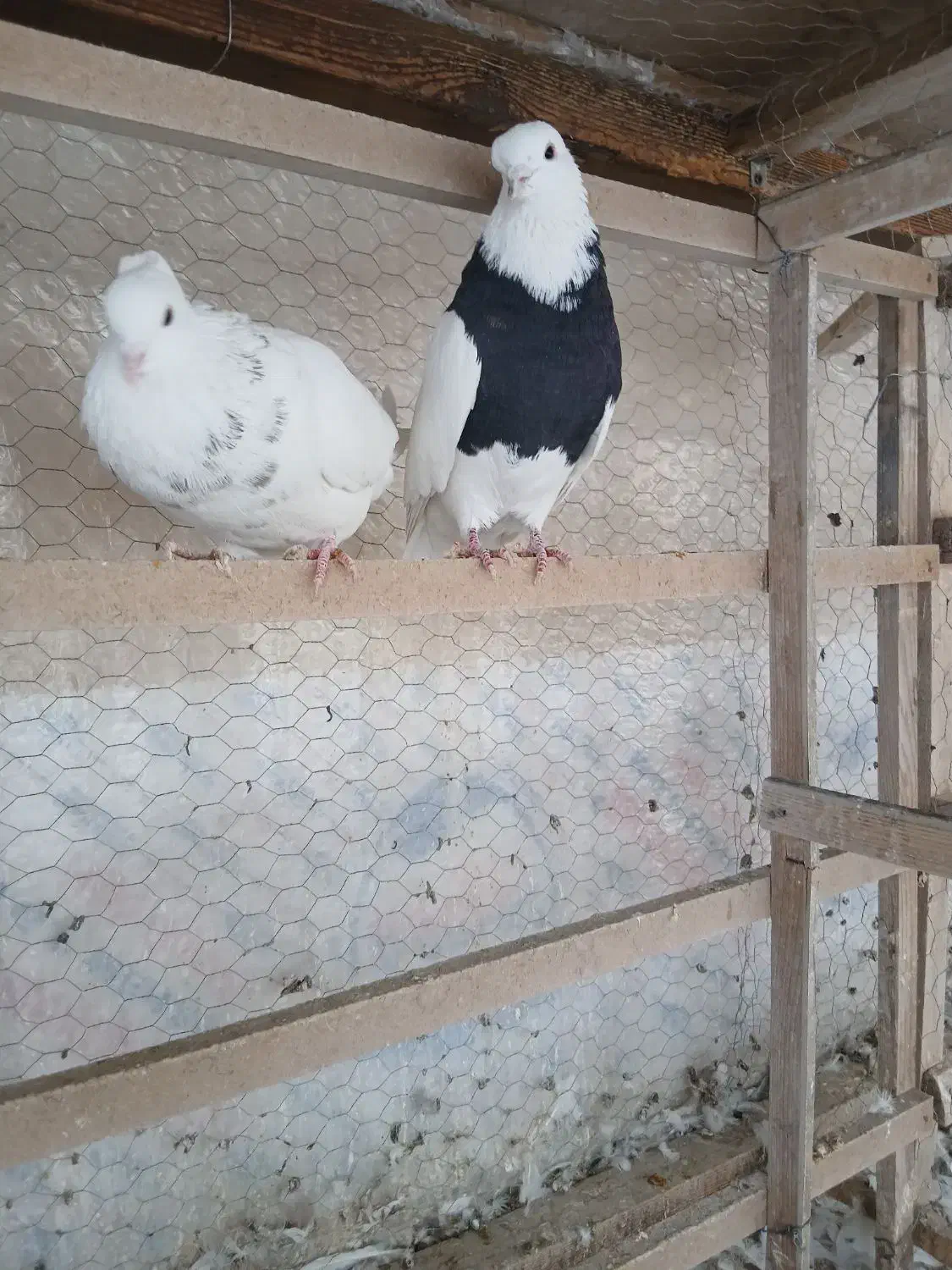 طوقی|پرنده|تهران, خانی‌آباد|دیوار