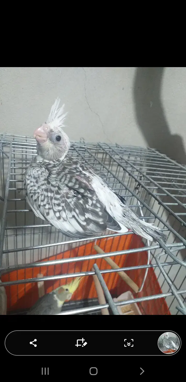 عروس هلندی سرلاکی|پرنده|تاکستان, |دیوار