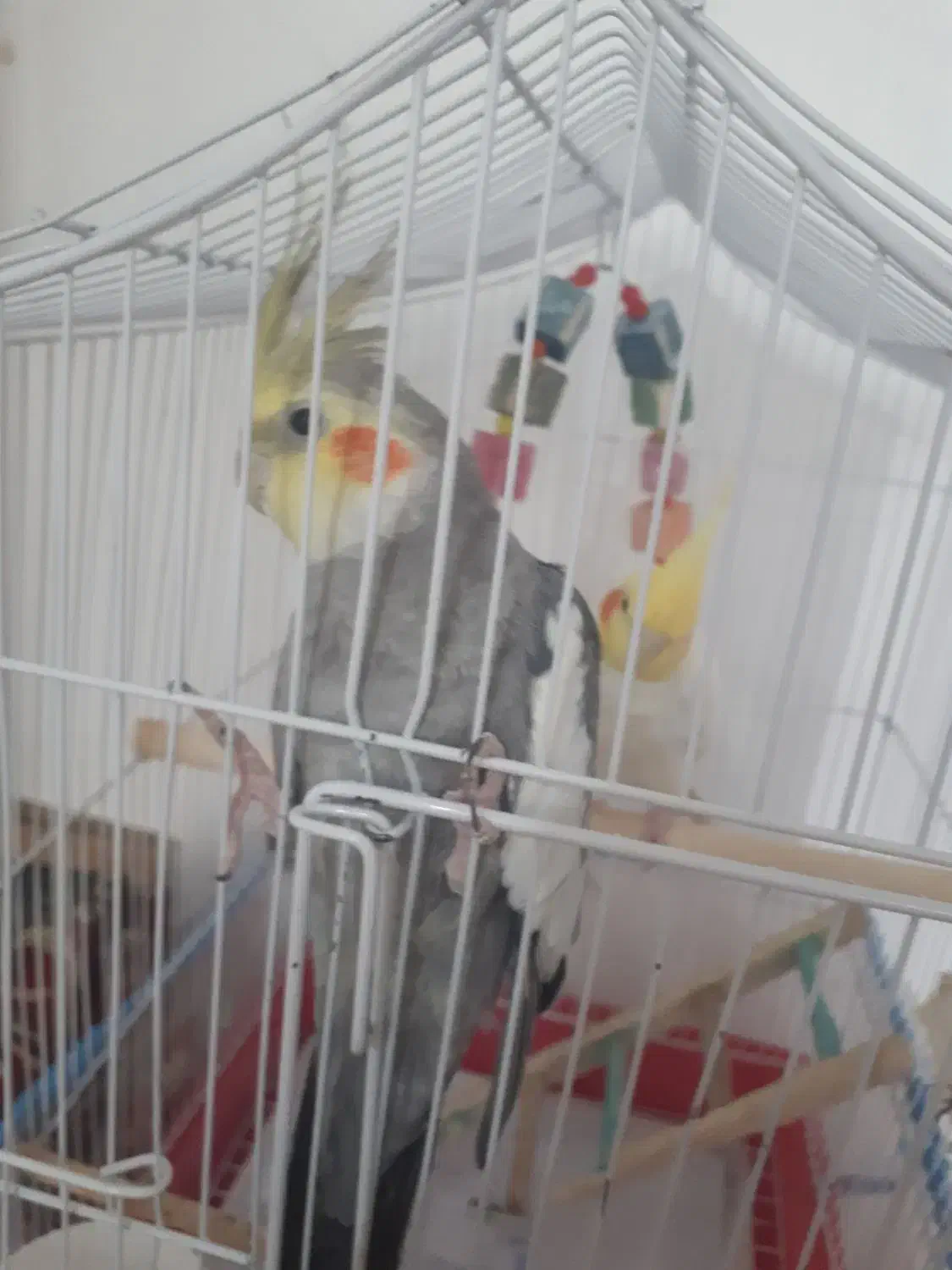 عروس هلندی|پرنده|اردبیل, |دیوار