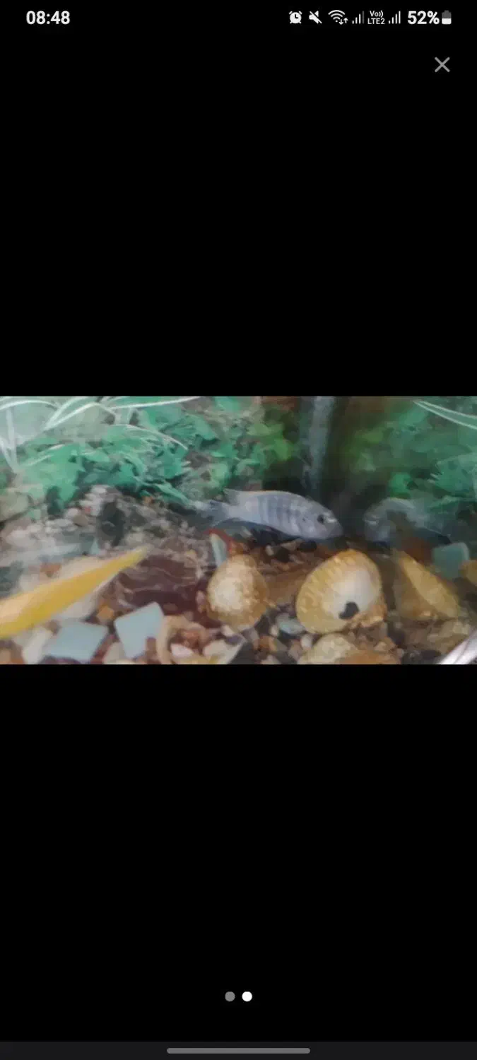 دو عدد ماهی سیچلاید|ماهی|ملایر, |دیوار