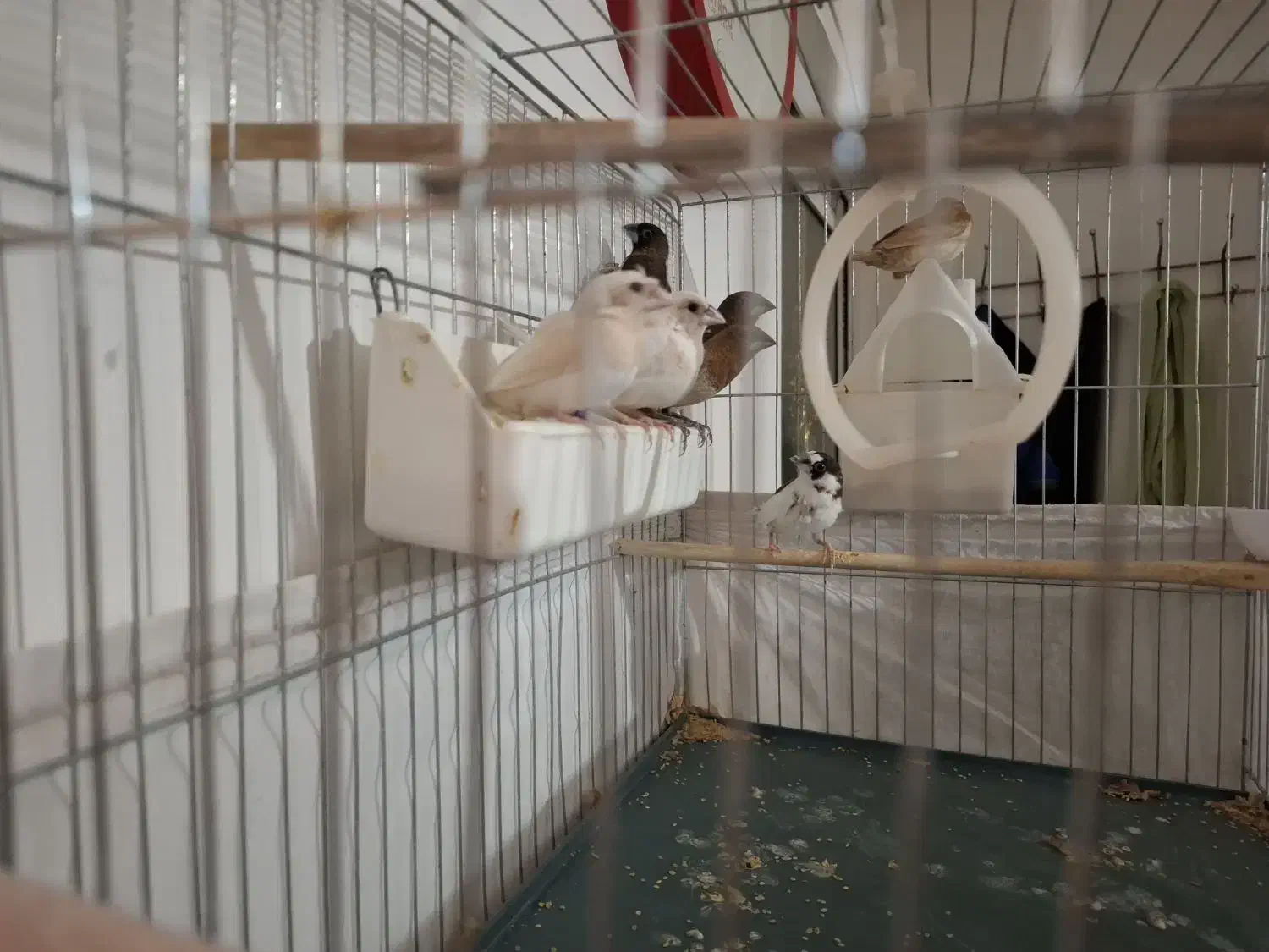 فنج بنگالی|پرنده|پاکدشت, حصار امیر|دیوار