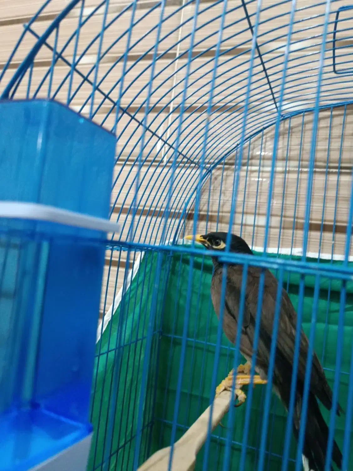 مرغ مینا|پرنده|بم, |دیوار