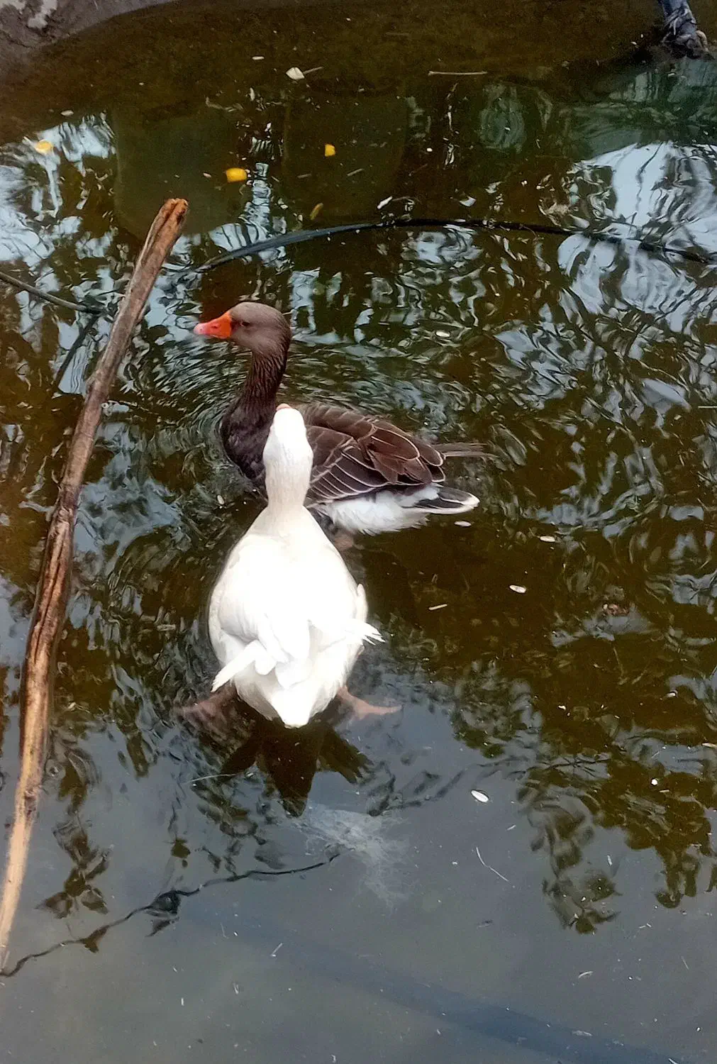 غاز فروشی چاق و سرحال|حیوانات مزرعه|عنبرآباد, |دیوار