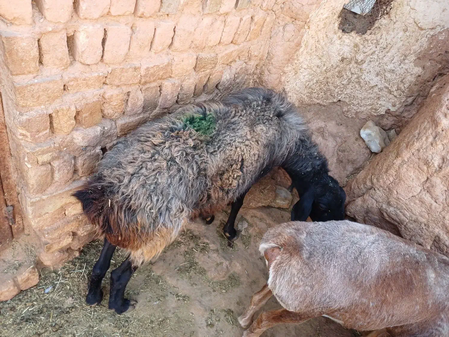 تعداد ۲میش اوستن فووری|حیوانات مزرعه|تربت جام, امام|دیوار