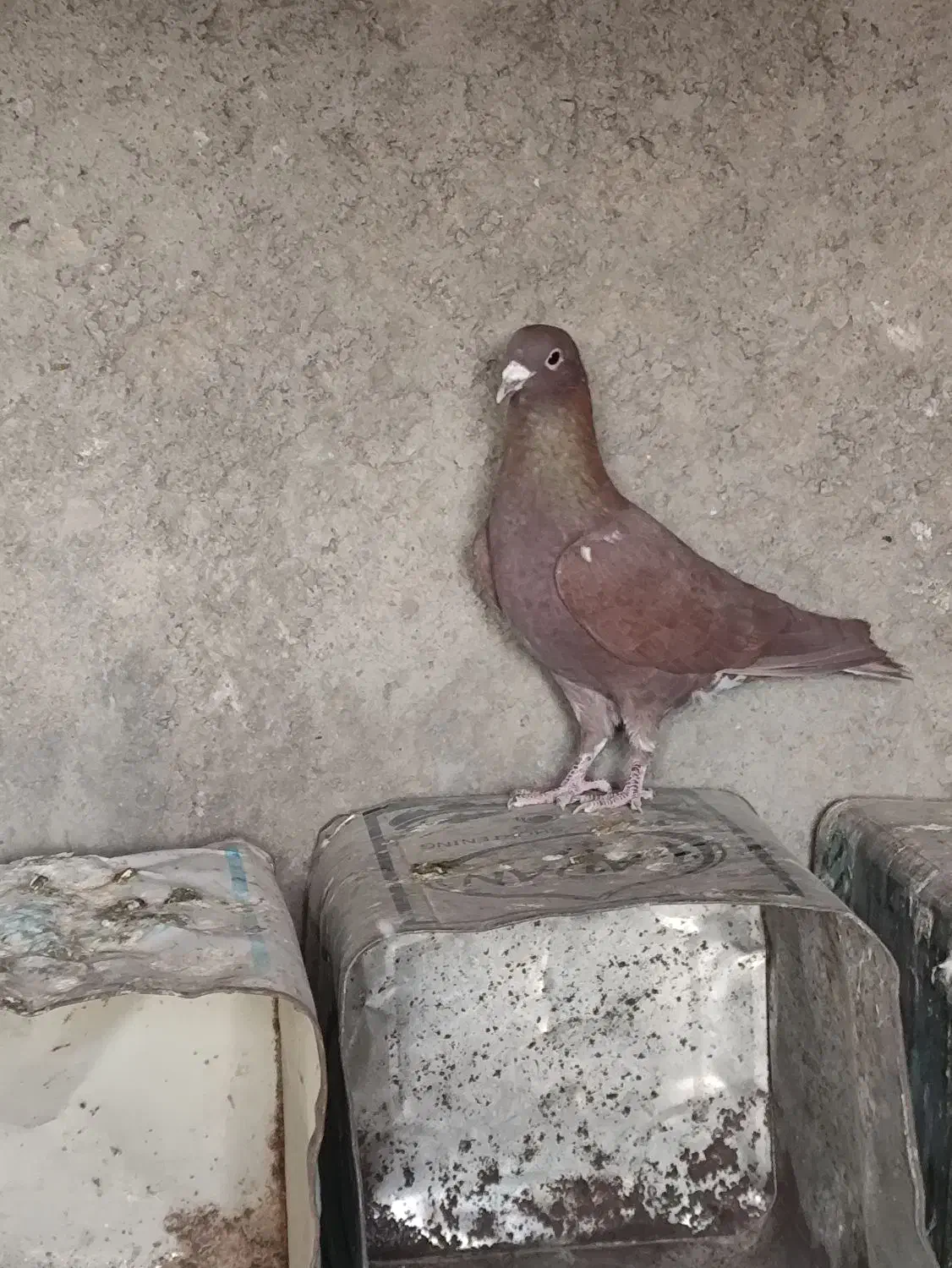 گلی دمسفید|حیوانات|رفسنجان, |دیوار