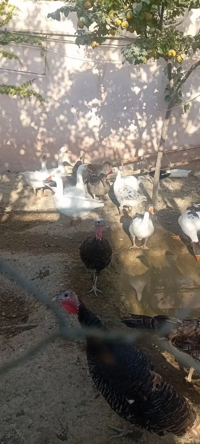 غاز وبوقلمون معاوضه با بوقلمون بزرگ|حیوانات مزرعه|چهارباغ, |دیوار