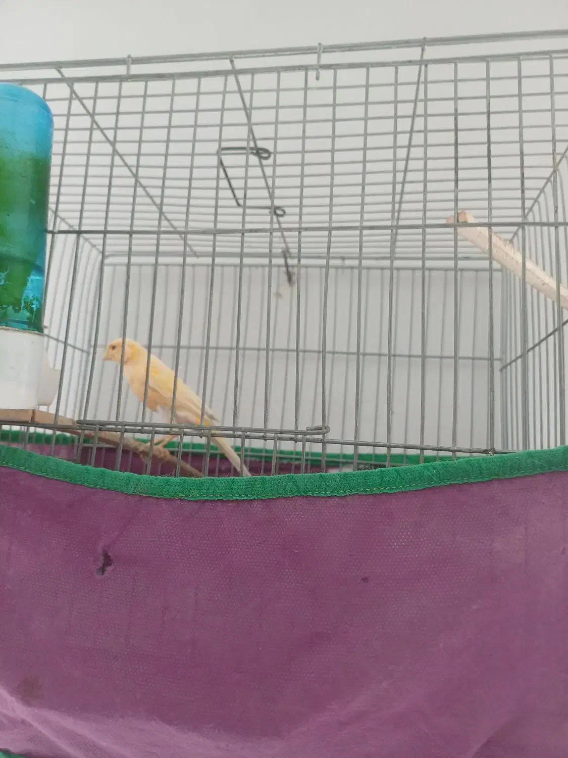 قناری نر|پرنده|بروجرد, |دیوار