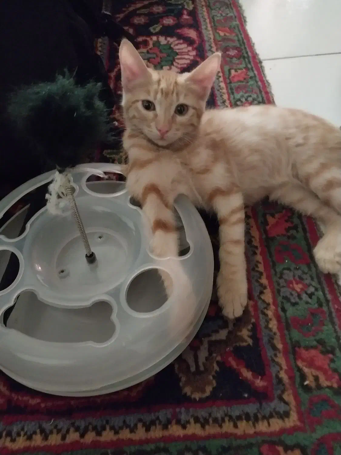 گربه نارنجی سفید|گربه|فردیس, فردیس|دیوار