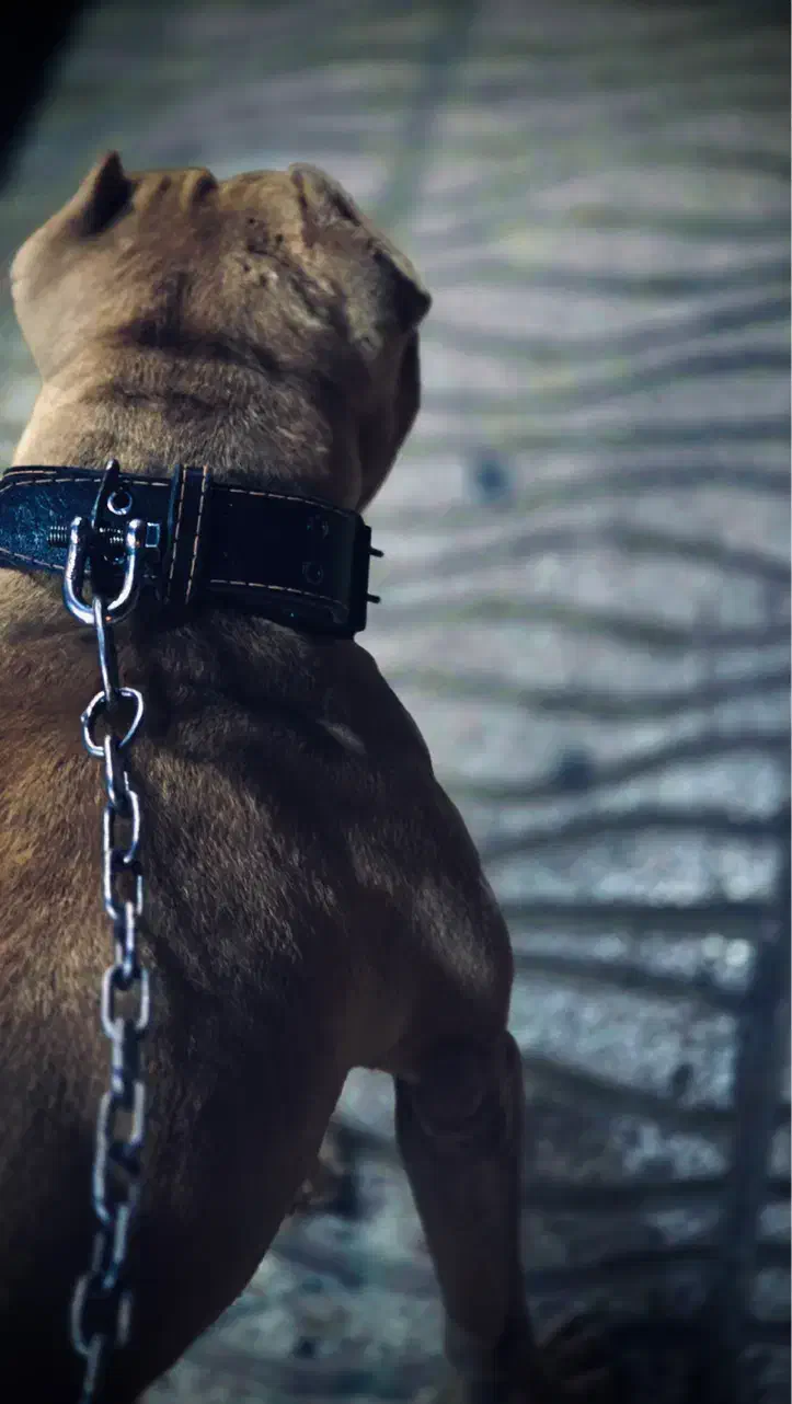 پیت بول سفارتی جهت کشش|سگ|کرمانشاه, |دیوار