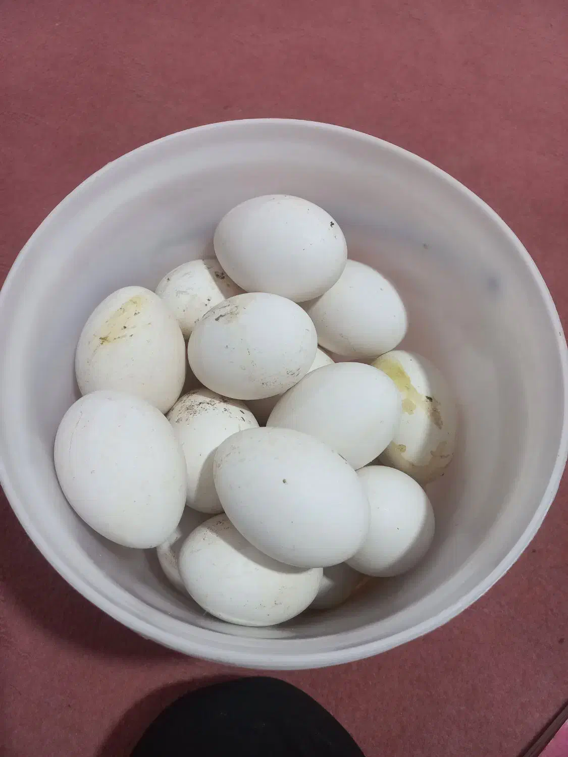 ۴۰۰۰۰ تومان|حیوانات مزرعه|اردبیل, |دیوار