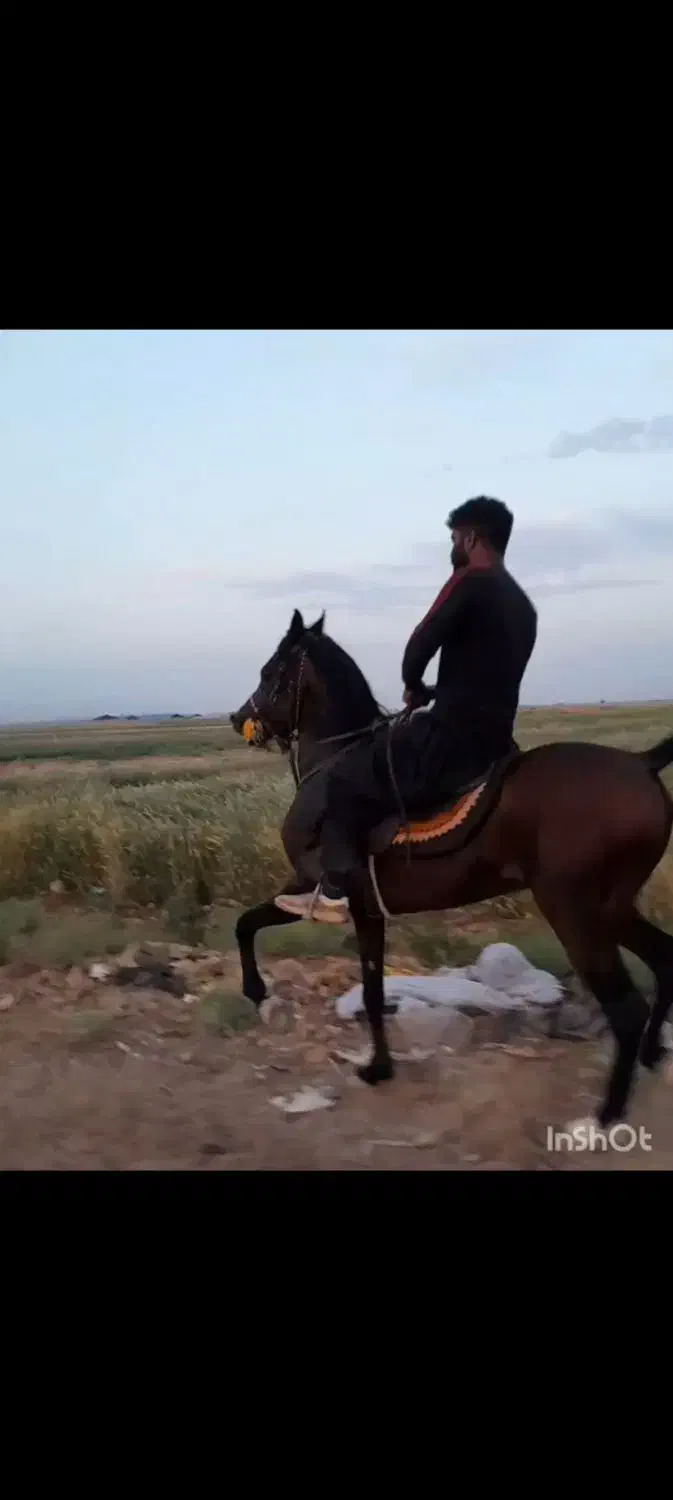 اسب نریان کهرسه نشان|اسب و تجهیزات اسب‌سواری|برخوار, |دیوار