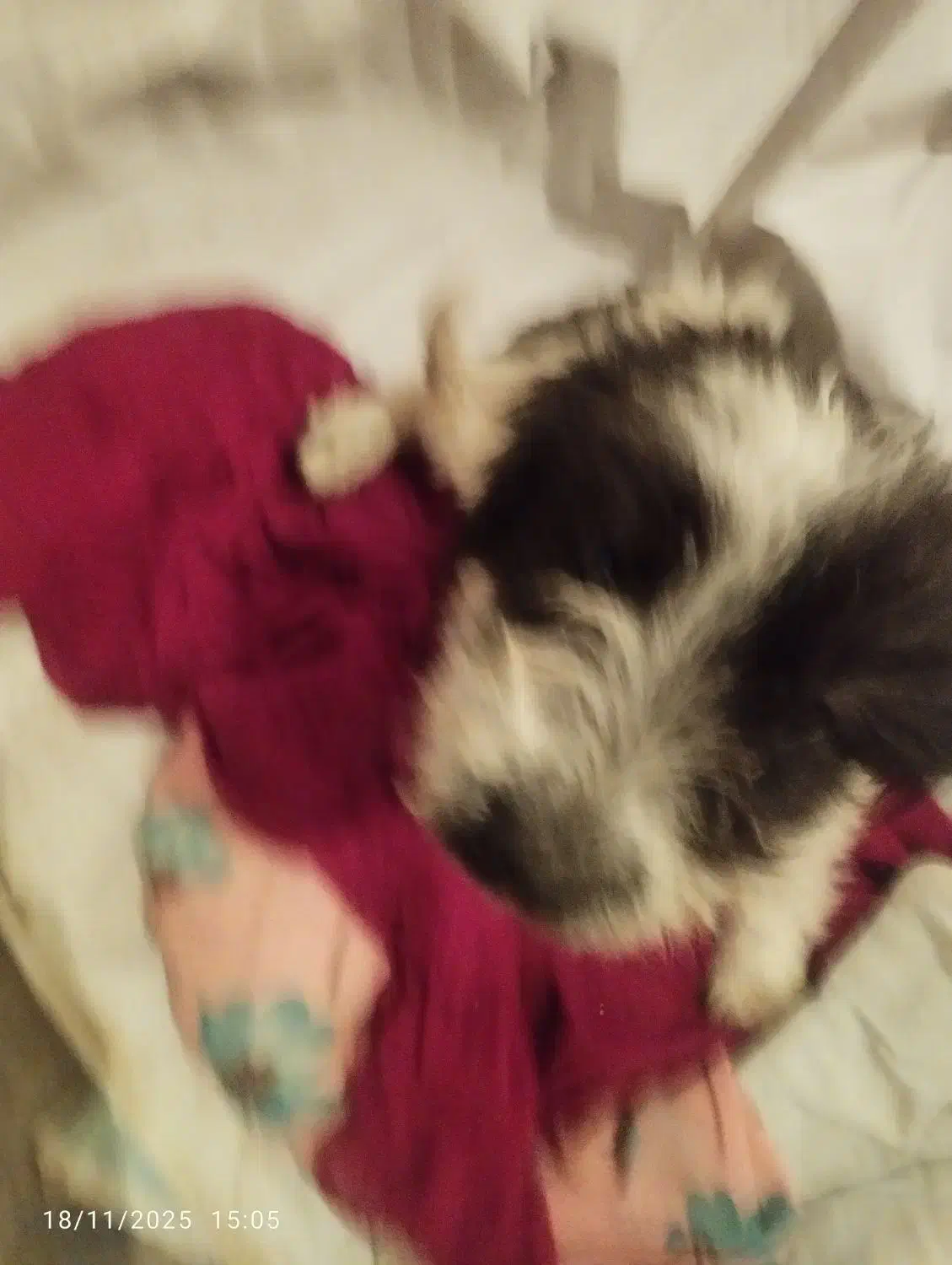 سک خونگیی نژاد دار|سگ|سنندج, |دیوار