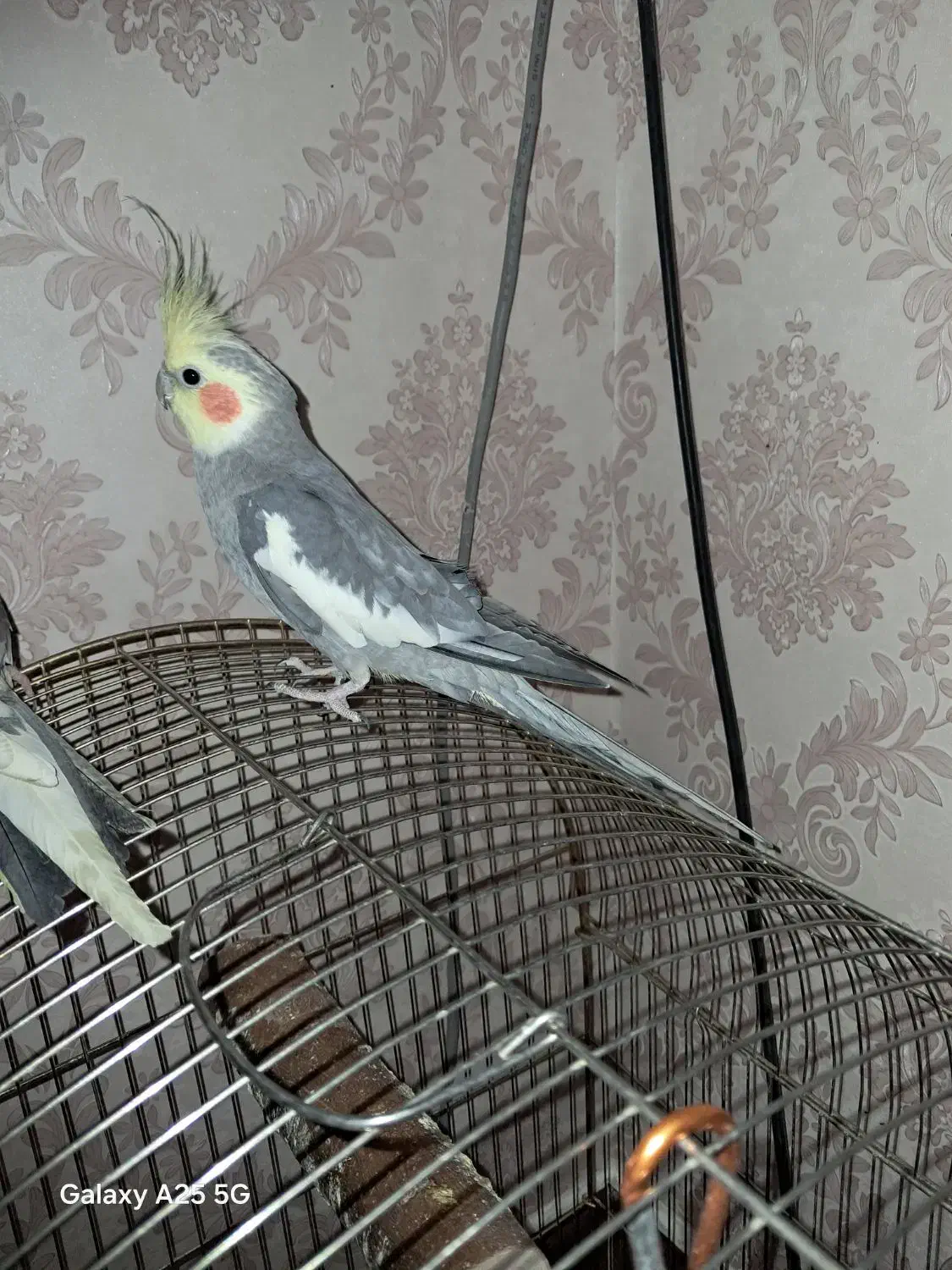 جفت عروس هلندی|پرنده|مشهد, سجادیه|دیوار