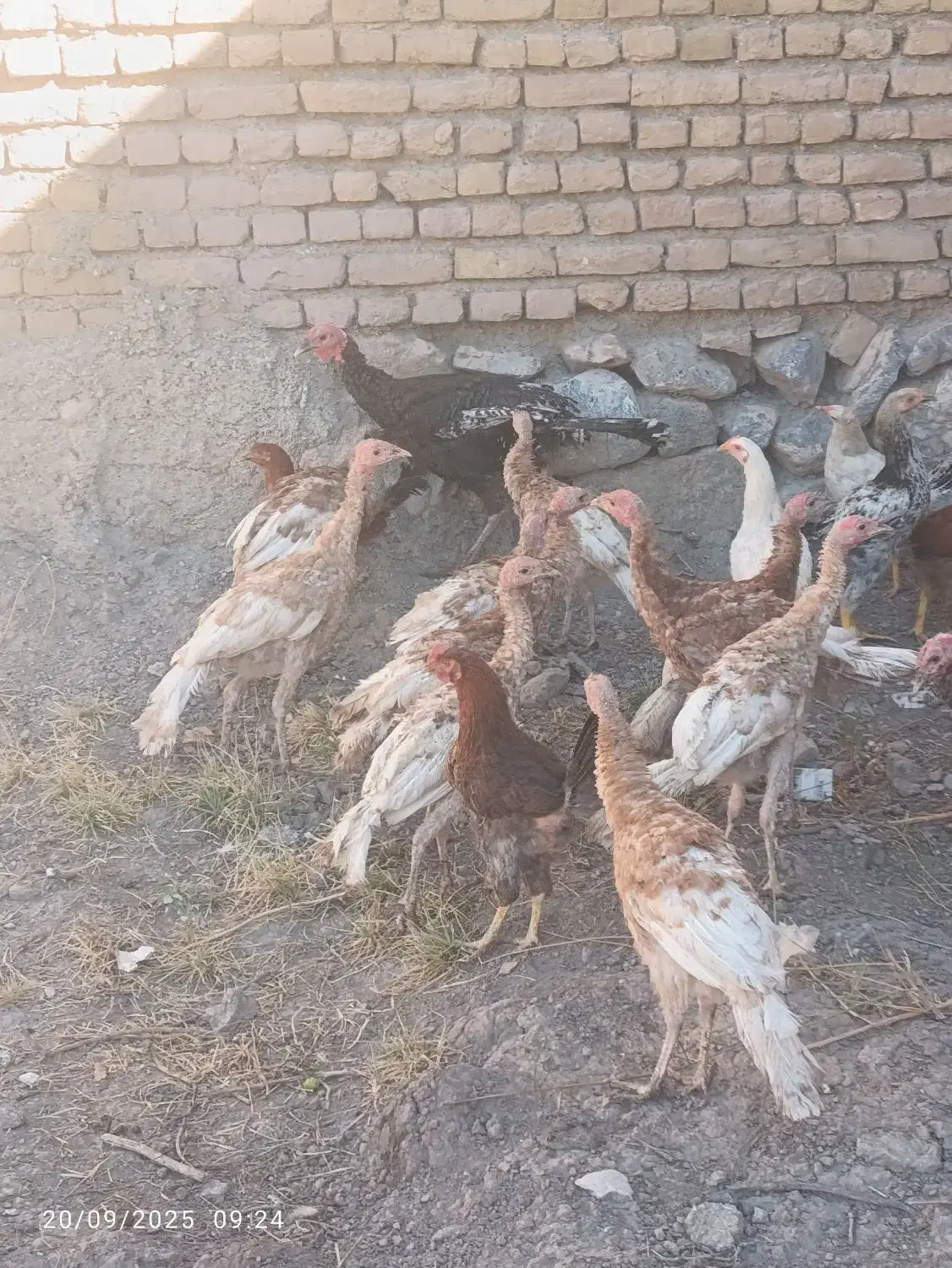 بو قلمون|حیوانات مزرعه|خوی, |دیوار