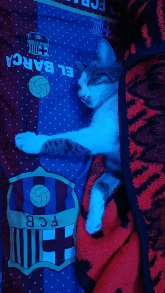 واگذاری|گربه|شاهینشهر, حافظ جنوبی|دیوار