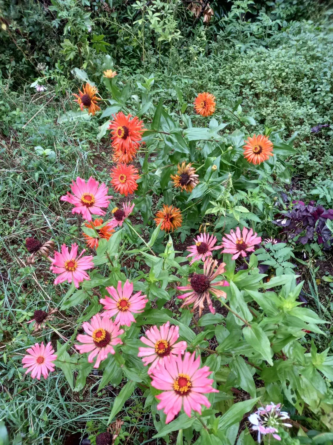 فروش یا تهاتر|فروش خانه و ویلا|احمدسرگوراب, |دیوار