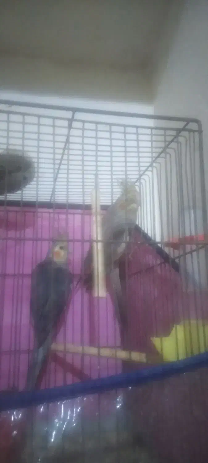 یک جفت عروس هلندی و یک جفت کوتوله|پرنده|بندرعباس, |دیوار