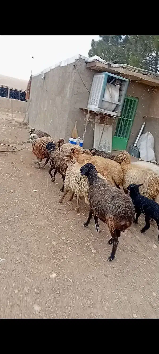 جفتی ۴۸۰۰۰۰۰۰ملیون|حیوانات مزرعه|جوادآباد, |دیوار