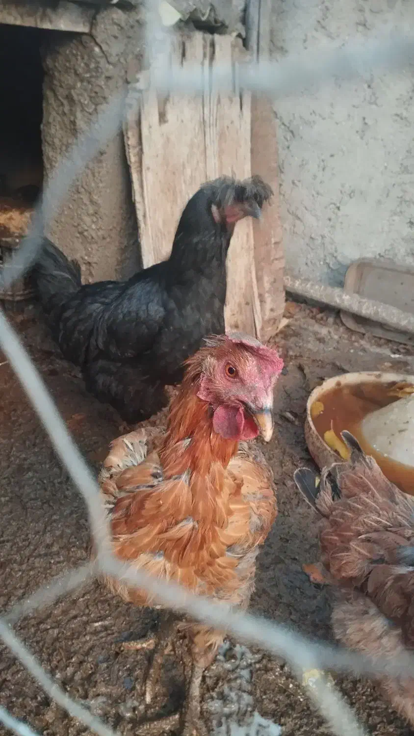 مرغ|حیوانات مزرعه|گیان, |دیوار