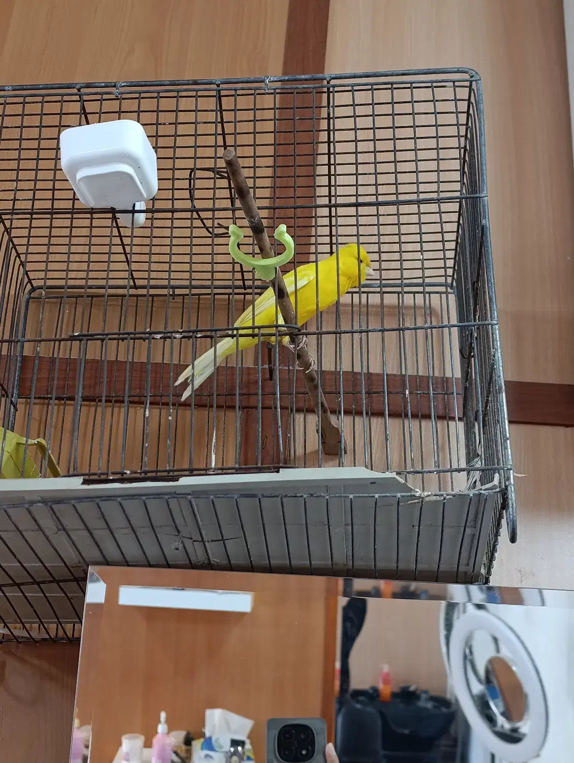 قناری سوپر|پرنده|اقبالیه, |دیوار