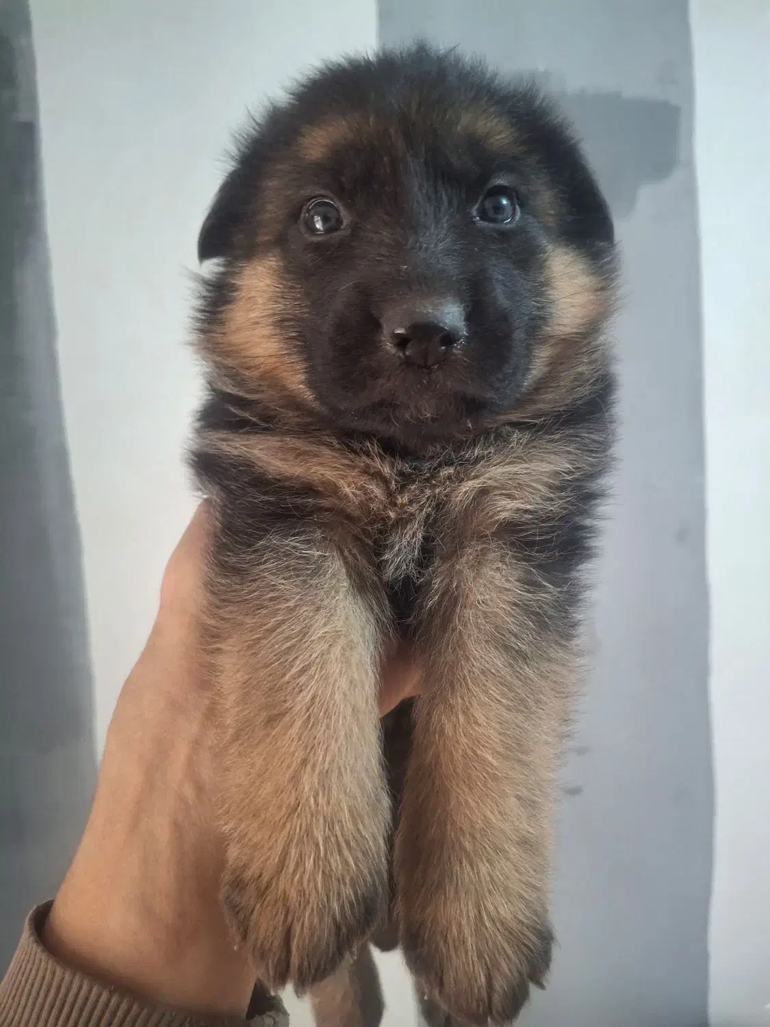 فروش توله ژرمن شولاین ماده|سگ|نیشابور, ده حلاج|دیوار