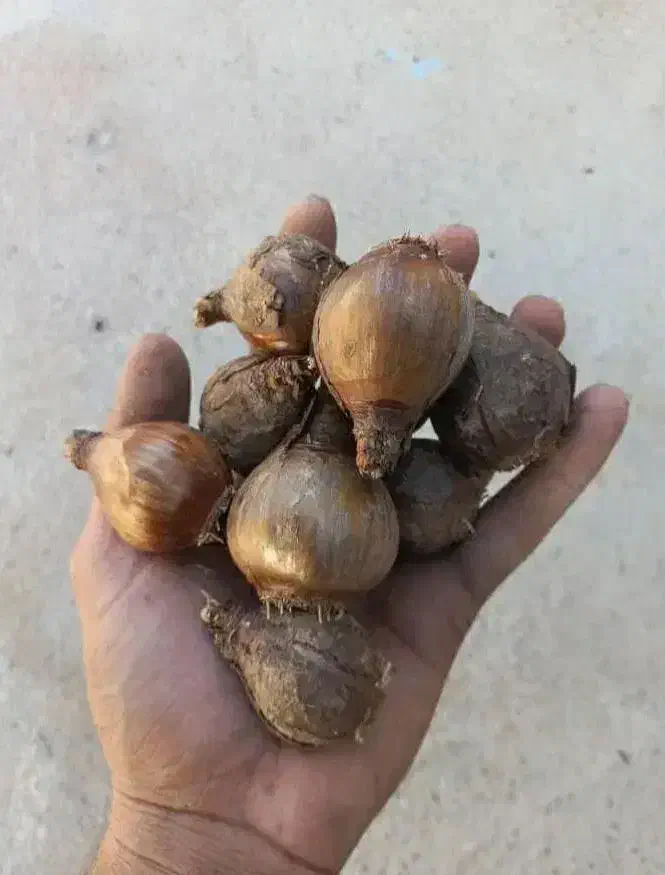 فروش پیاز گل نرگس|گل و گیاه طبیعی|جره و بالاده, |دیوار