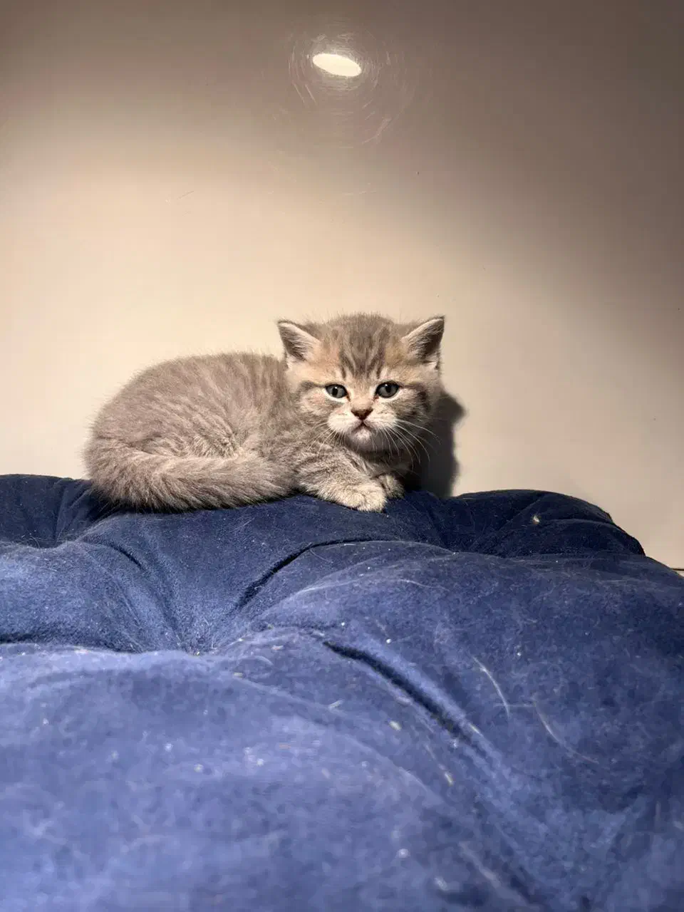 پسر بچه بریتیش مو کوتاه سیلور|گربه|اصفهان, رزمندگان|دیوار