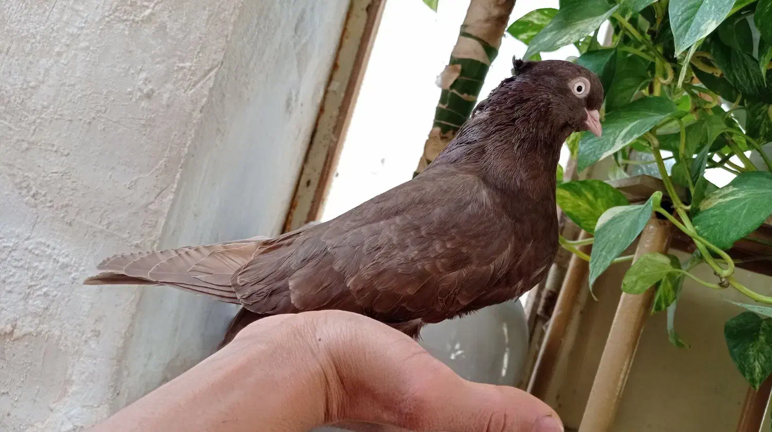 کبوتر آبادانی ماده|پرنده|شیراز, تاچارا|دیوار
