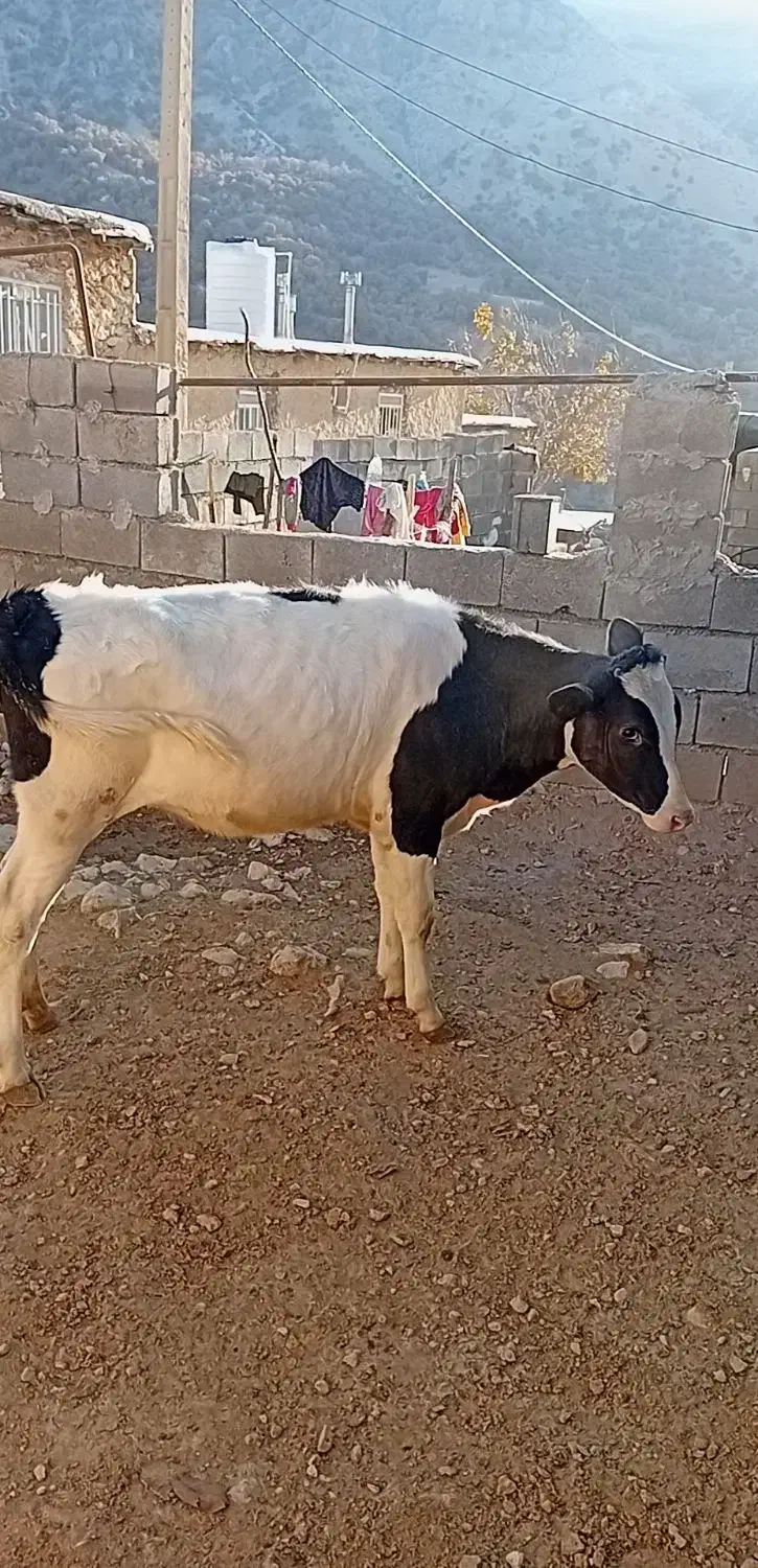 تلیسه مونت اصل واقعآ نژادش اصل|حیوانات مزرعه|لوداب, |دیوار