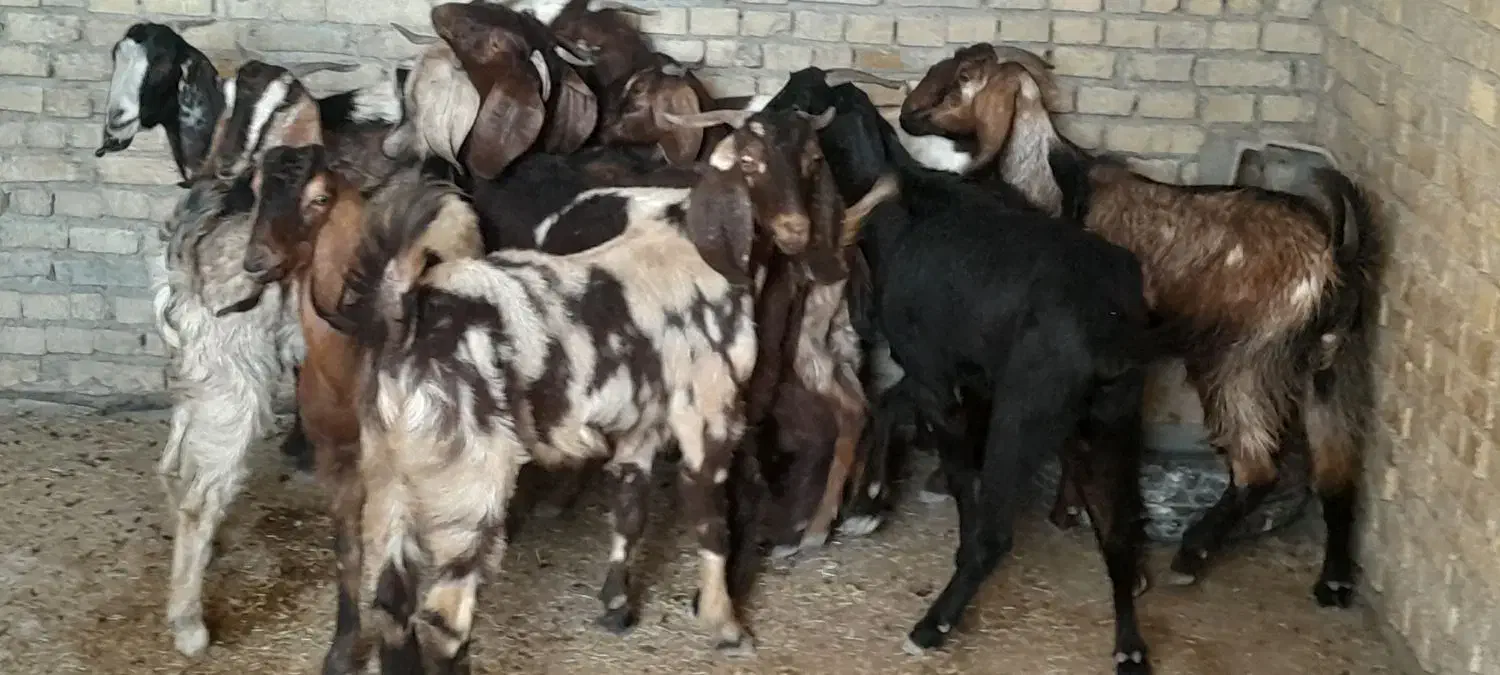 ۱۲ بز نجدی ابستن شرتی همه|حیوانات مزرعه|اهواز, شهرک دانشگاه|دیوار