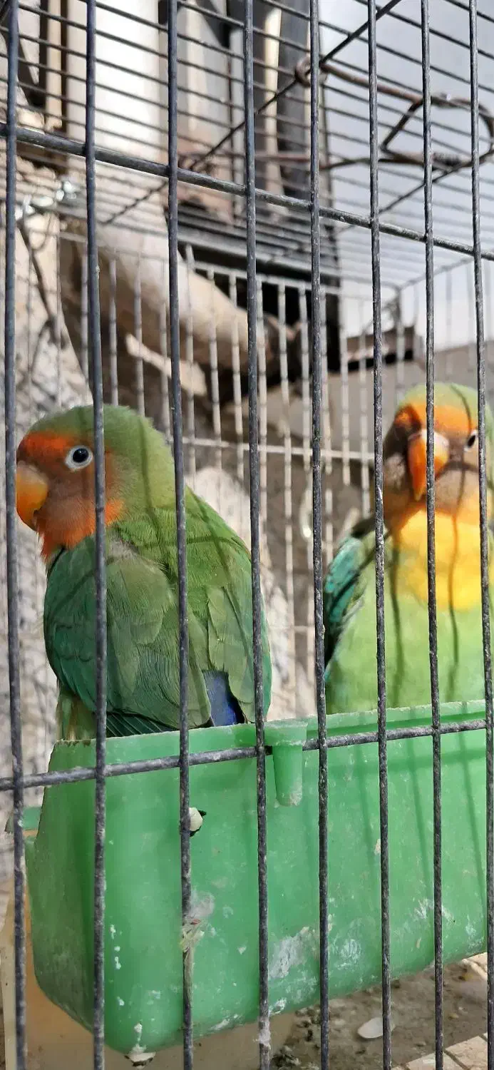 طوطی برزیلی|پرنده|پلنگ آباد, |دیوار