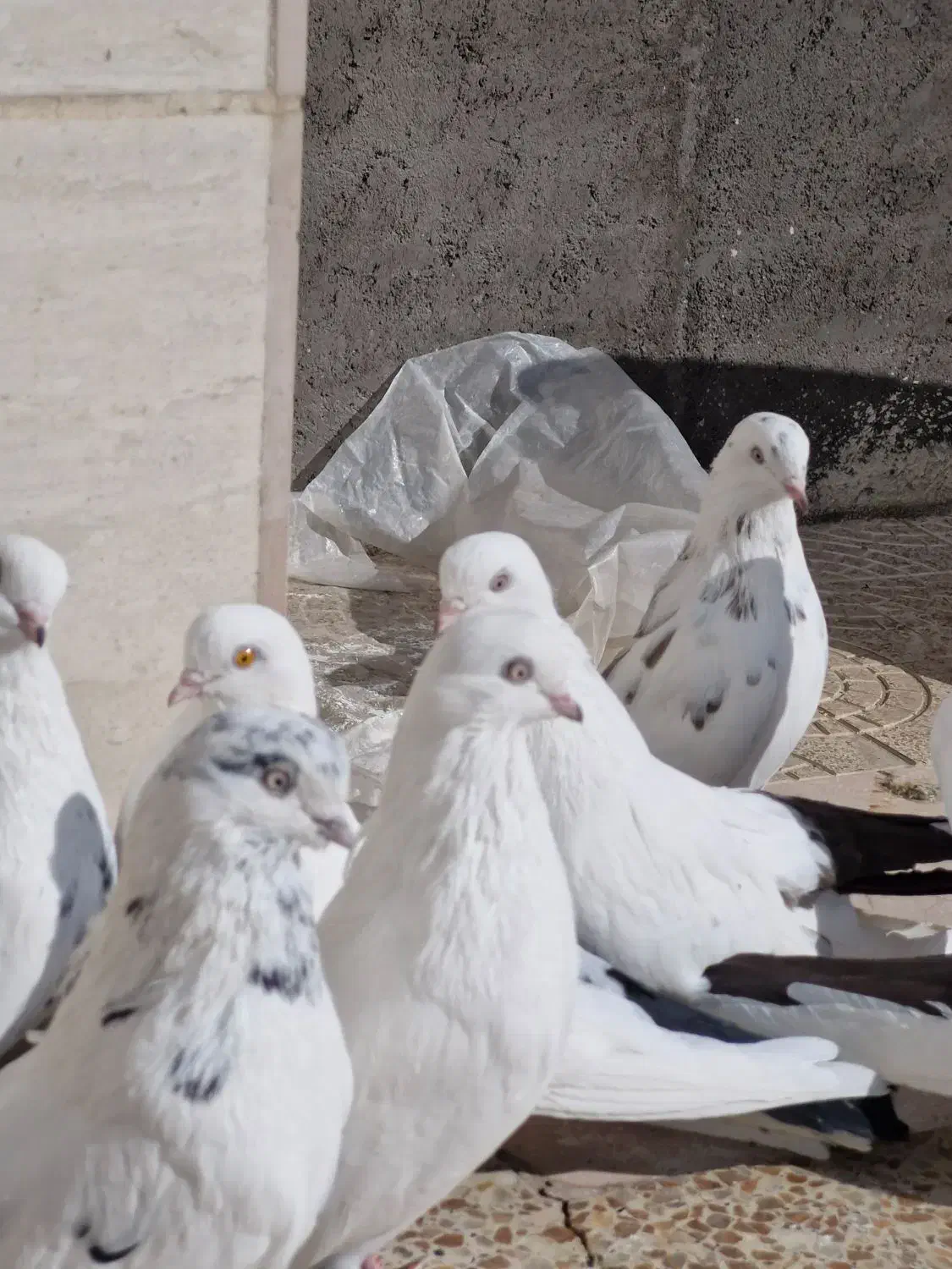 کبوتر دمبی|پرنده|میانه, |دیوار