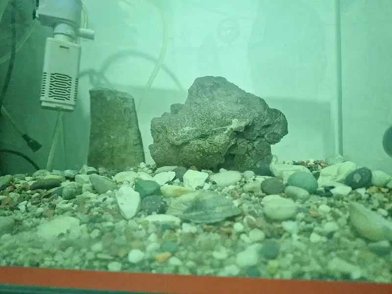 آکواریوم|ماهی|نسیم‌شهر, |دیوار