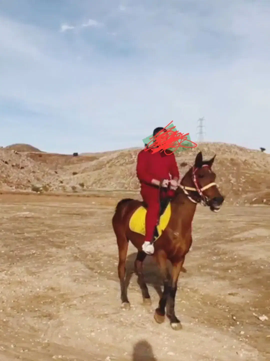 اسب مادیون|اسب و تجهیزات اسب‌سواری|اهواز, زندوکیلی|دیوار