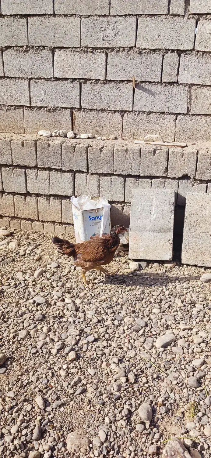 مرغ و جوجه|حیوانات مزرعه|لیلان, |دیوار