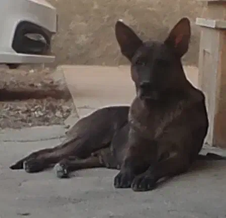 سگ مایلیونیز|سگ|هشتگرد, خور|دیوار