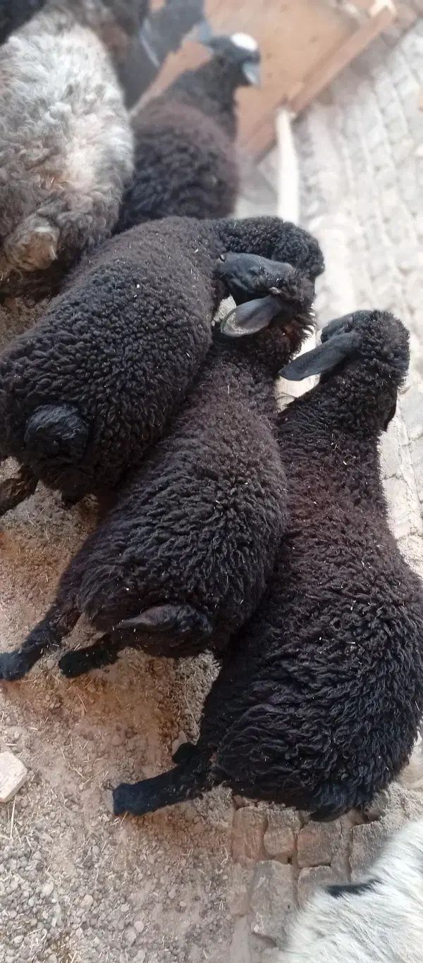 1عدد بره چاق درجه یک|حیوانات مزرعه|قم, تعویض پلاک|دیوار