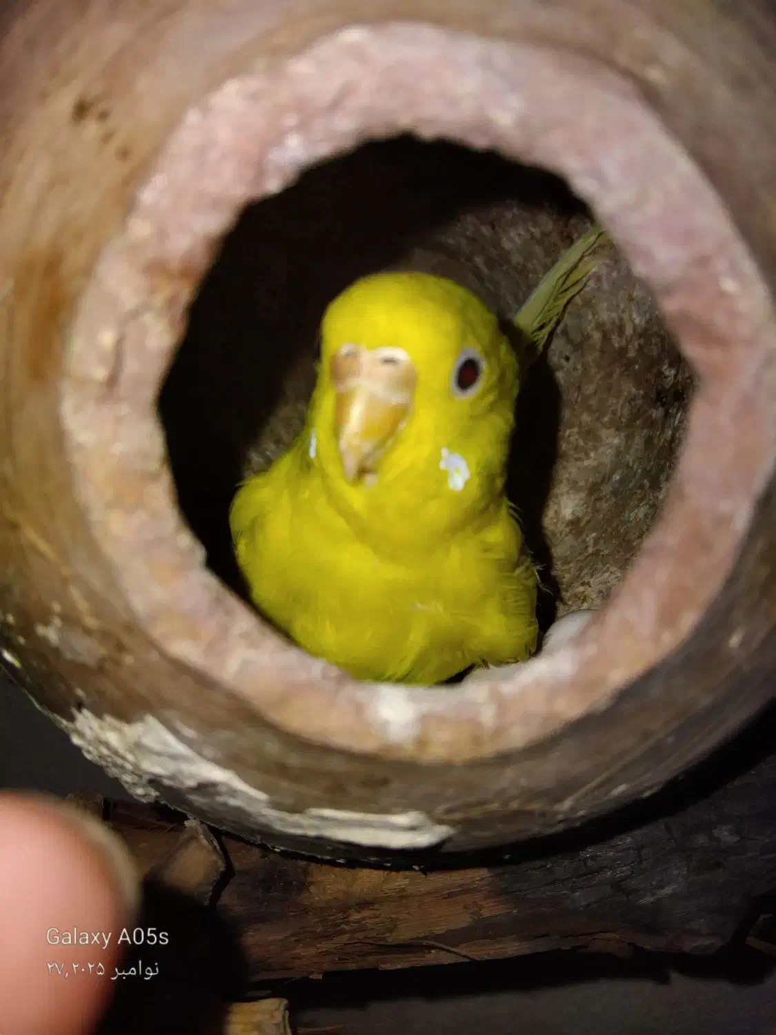 یک جفت مرغ عشق فروشی  معاوضه هم دارم|پرنده|بردسکن, |دیوار